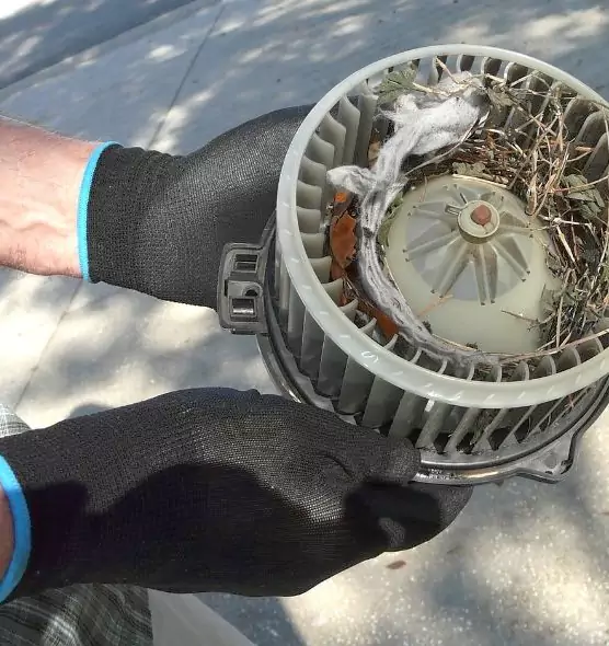 About Air Duct Mice Removal in East Moline, IL