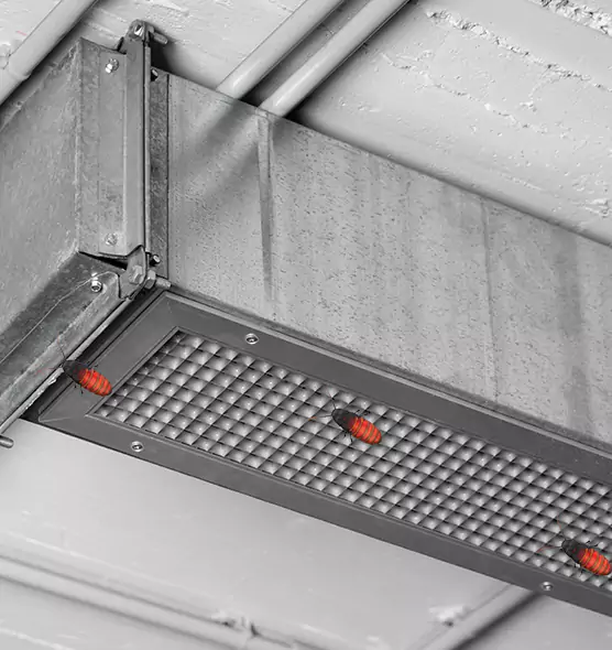 Affordable Insect Removal from Air Ducts in East Moline, IL